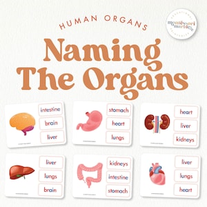 Human Body Organs Flash Cards: Montessori Homeschool Learning (Digital Download)