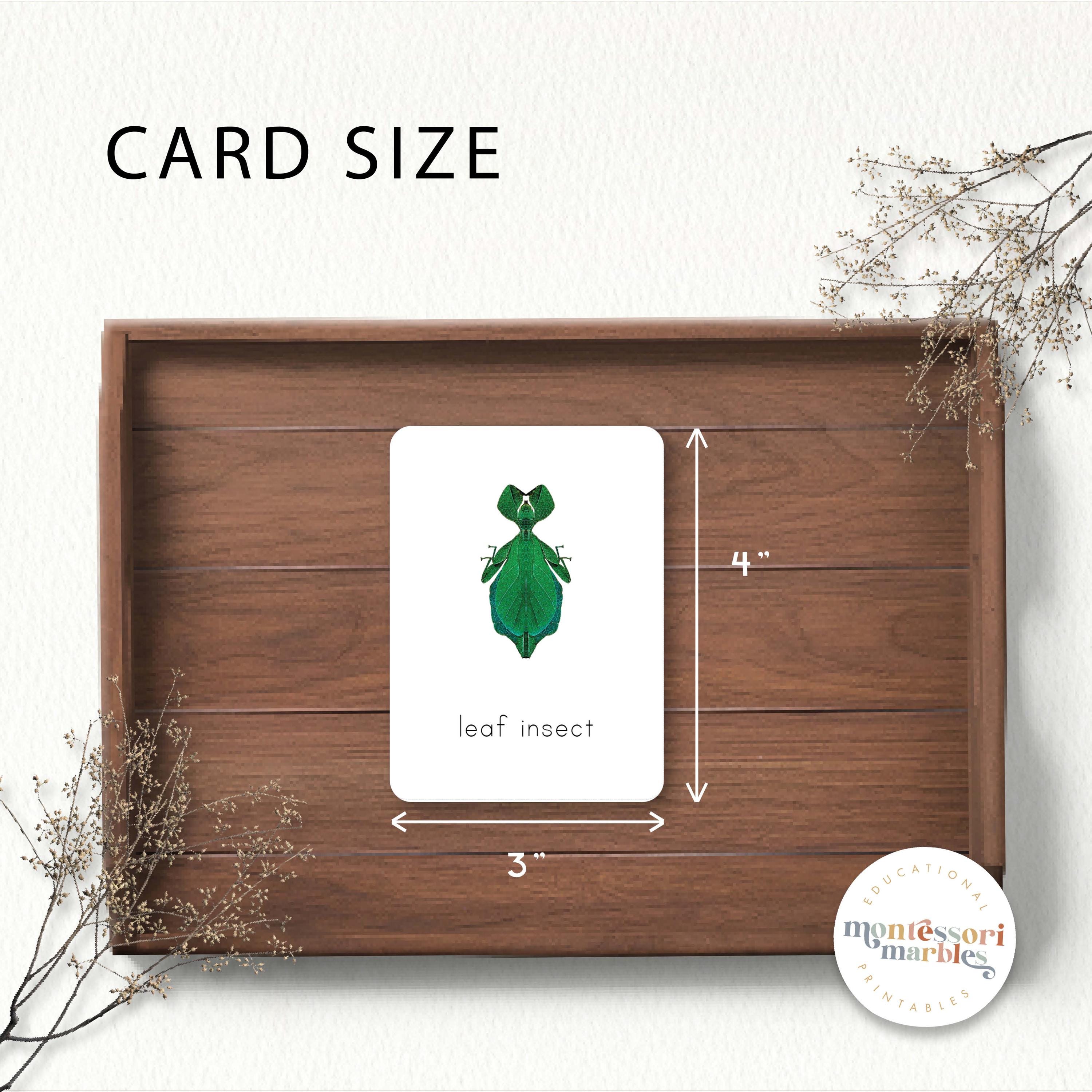 Insects Flash Cards | Montessori Nature Vocabulary Builder | Preschool ...