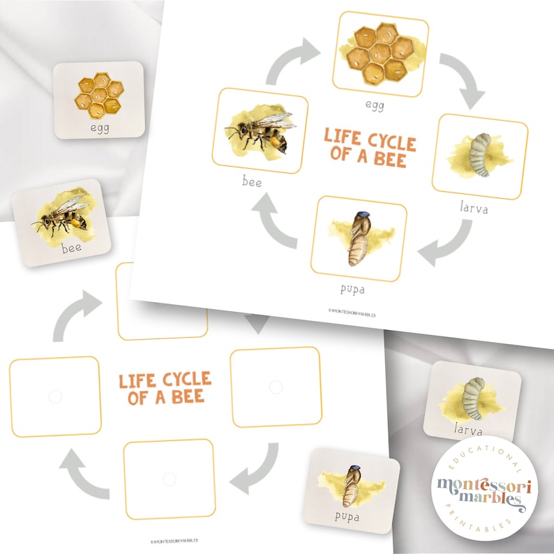 Bee Life Cycle Nomenclature Cards | Montessori Science | Sequencing ...