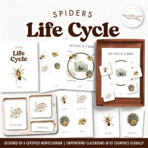 SPIDER Lebenszyklus | Montessori Nomenklatur Karten und Lebenszyklus Poster | Druckbares PDF-Aktivitäten Arbeitsblatt | Naturbasiertes Lernen