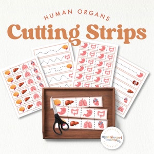 HUMAN BODY ORGANS Cutting Strips for Scissors Skills | Montessori Inspired PreK and Preschool Age Activity for Homeschool and Classroom