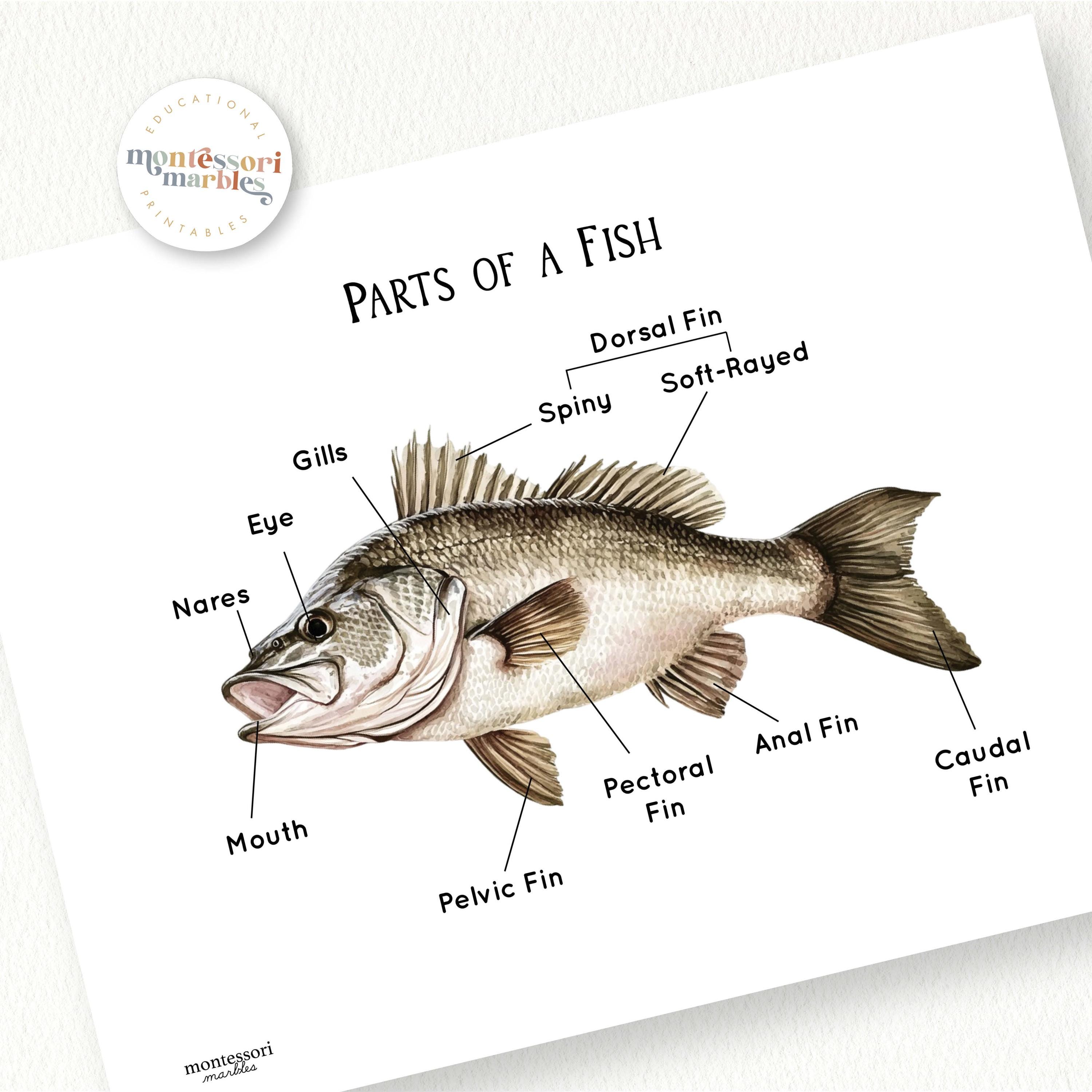 Fish Anatomy Diagram | Montessori Science Worksheet | Marine Biology ...