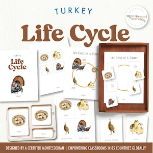 May include: Educational Montessori printable set about the life cycle of a turkey. The set includes cards, diagrams, and a wooden tray. The text on the cards includes "eggs", "poult", "young turkey", and "adult turkey". The title "Life Cycle" is displayed in large brown letters.