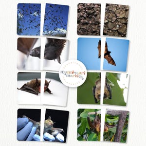 BATS Complete the Pictures Activity | Montessori Inspired Printable for ...