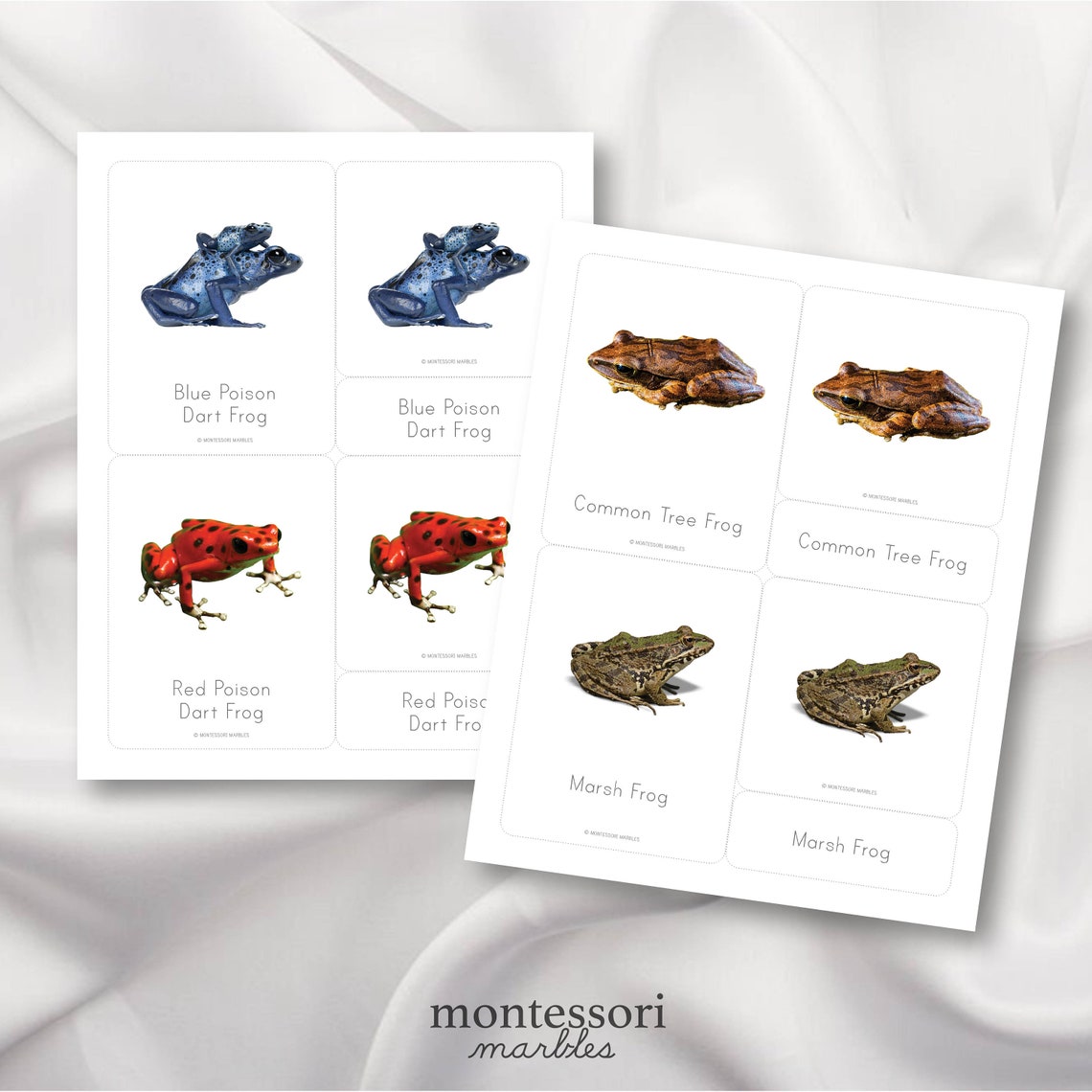FROGS Montessori Nomenclature Cards Types of Frogs Spring - Etsy