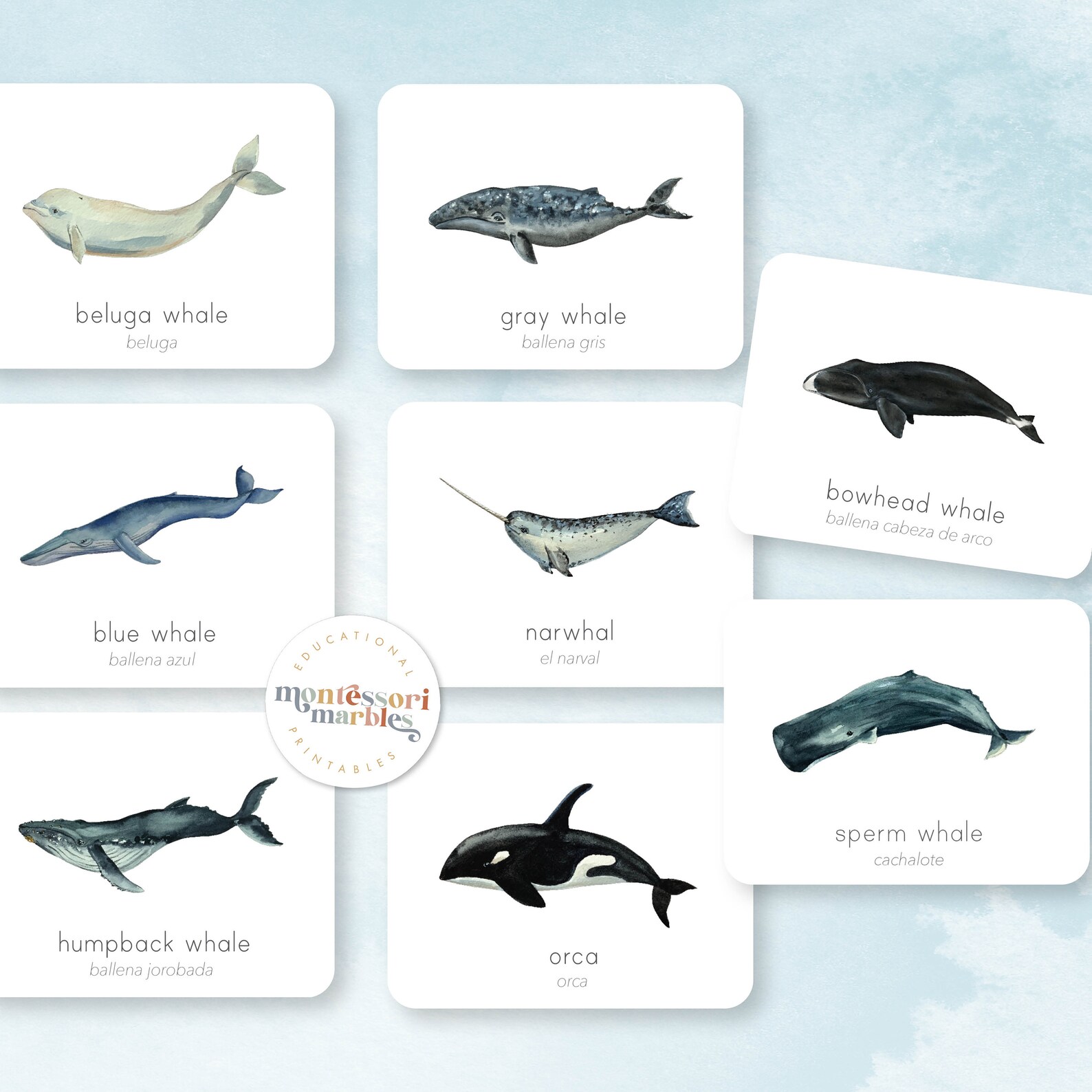 Bilingual Whales Flash Cards PDF | English Spanish 8 Species Ages 3-8 ...