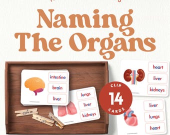 Tarjetas recortables de los órganos del cuerpo humano / Aprendizaje de anatomía Montessori en casa / Ciencia interactiva imprimible para preescolar y primaria