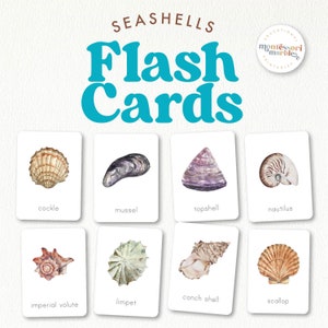 SEASHELLS Bildkarten |  Montessori inspirierte druckbare Vokabelkarten | Vorschulaktivität | Montessori druckbare | Sommer Motiv