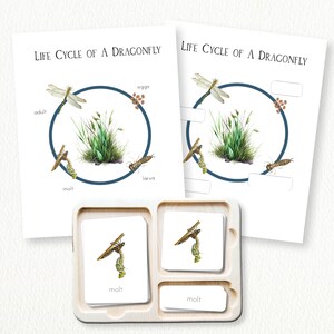 DRAGONFLY Life Cycle | Montessori Nomenclature Cards and Life Cycle ...