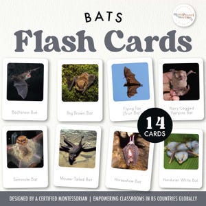 Cartes éclair BATS | Cartes inspirées de Montessori | Sciences humaines, règne animal | Différents types de chauves-souris