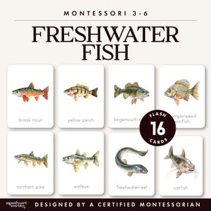 Può includere: Un set di 16 flashcard educative intitolate Montessori 3-6 Freshwater Fish. Ogni carta bianca presenta un'illustrazione dettagliata ad acquerello di un pesce specifico, tra cui trota, persico, persico trota, persico sole, luccio, lucioperca, anguilla e pesce gatto, con il nome stampato sotto.