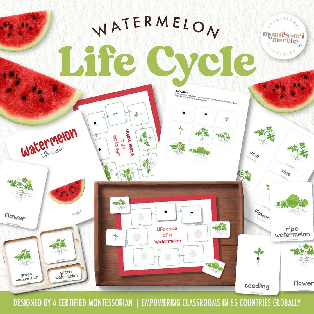 Watermelon Raster Flashcard Watermelon Life Cycle PDF | Flash Cards 3-part Matching Ages 4-8 ...