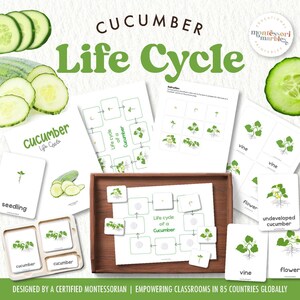 Life Cycle of a Cucumber & Nomenclature Cards for Toddlers Preschool Kindergarten Printable Activity Worksheet Gardening in Spring Summer