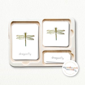 DRAGONFLY Life Cycle | Montessori Nomenclature Cards and Life Cycle ...