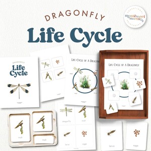 DRAGONFLY Life Cycle | Montessori Nomenclature Cards and Life Cycle ...