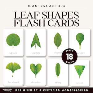 May include: A set of Montessori 3-6 Leaf Shapes flash cards featuring 18 cards. Each white card displays a green leaf illustration with its corresponding botanical name, including orbicular, sagittate, elliptical, spatulate, fan-shaped, obcordate, oblong, and cuneate.