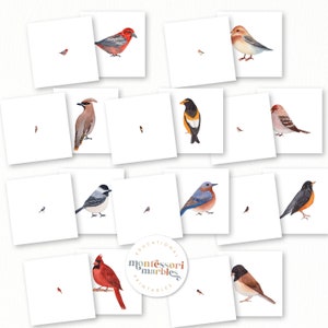 May include: A set of 12 printable cards featuring different types of birds. Each card has a single bird illustration with a smaller version of the same bird in the corner. The cards are labelled "Montessori Marbles Educational Printables".