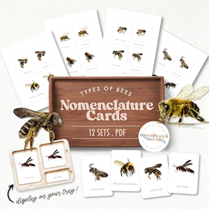 Tarjetas de nomenclatura Montessori de las abejas / Tipos de abejas / Unidad de primavera / Actividad inspirada en la naturaleza Montessori