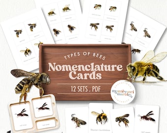 Bees and Wasps Nomenclature Cards | Montessori Spring Nature Study | Insect 3-Part Cards Printable