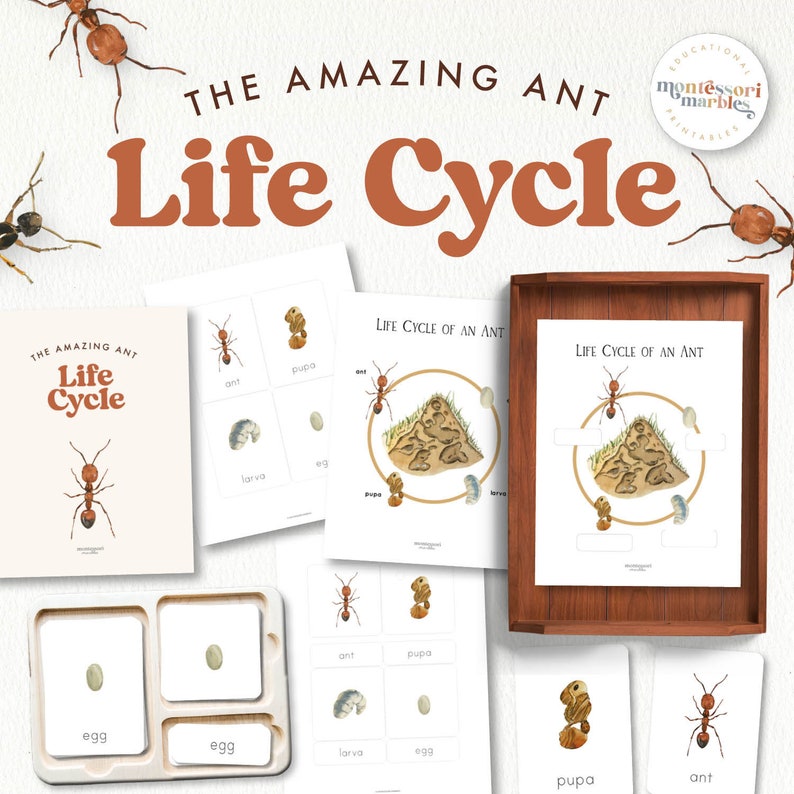Ant Life Cycle Nomenclature Cards | Montessori Science | Sequencing ...