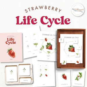 STRAWBERRY Life Cycle | Montessori Nomenclature Cards and Life Cycle Poster | Printable PDF Activity Worksheet | Nature-Based Learning