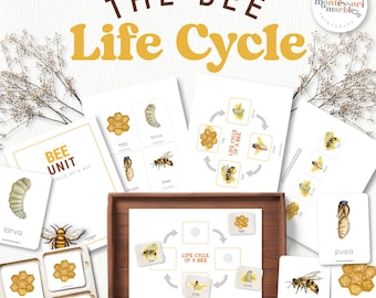 Montessori Bee Life Cycle Nomenclature Cards | Sequencing Activity Ages 3-6 | Nature Study Printables