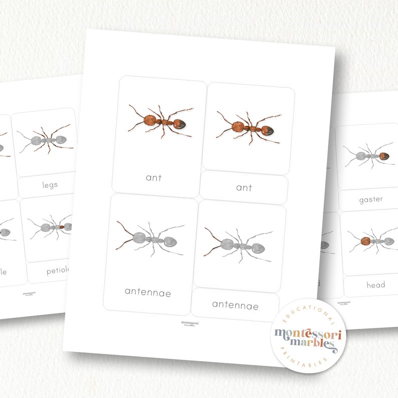 Parts of Ant Nomenclature Cards | Montessori Science | Insect Anatomy ...