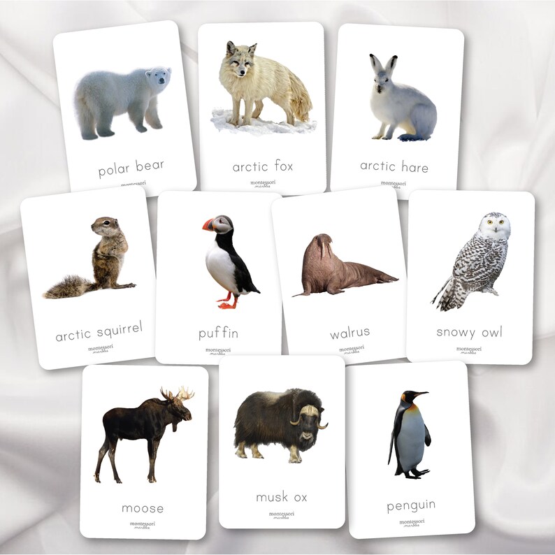 Polar Animals 3-part Cards | Montessori Science | 3-part Cards Arctic ...