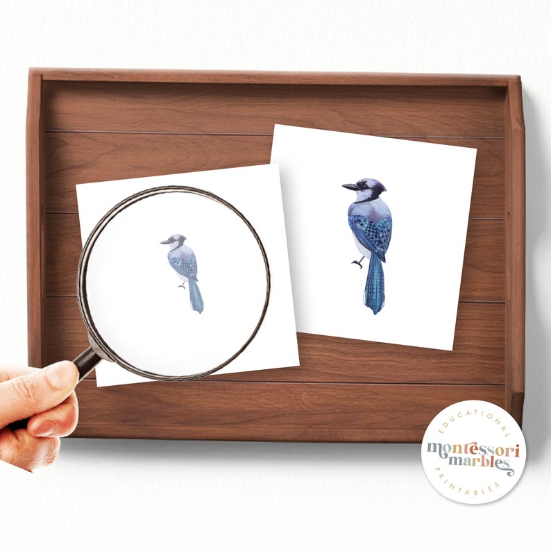 May include: Two printable cards featuring an illustration of a blue jay bird. The bird is depicted in a realistic style with blue, white and black feathers. The cards are ideal for educational activities or for adding a touch of nature to your home decor.