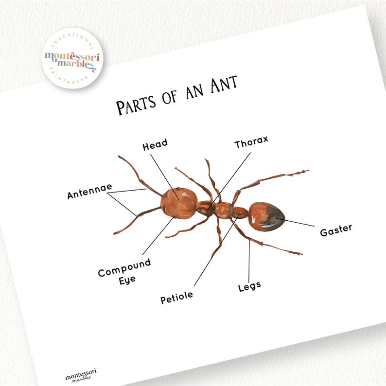Ant Anatomy Worksheet | Parts of an Ant | Montessori Insect Science ...
