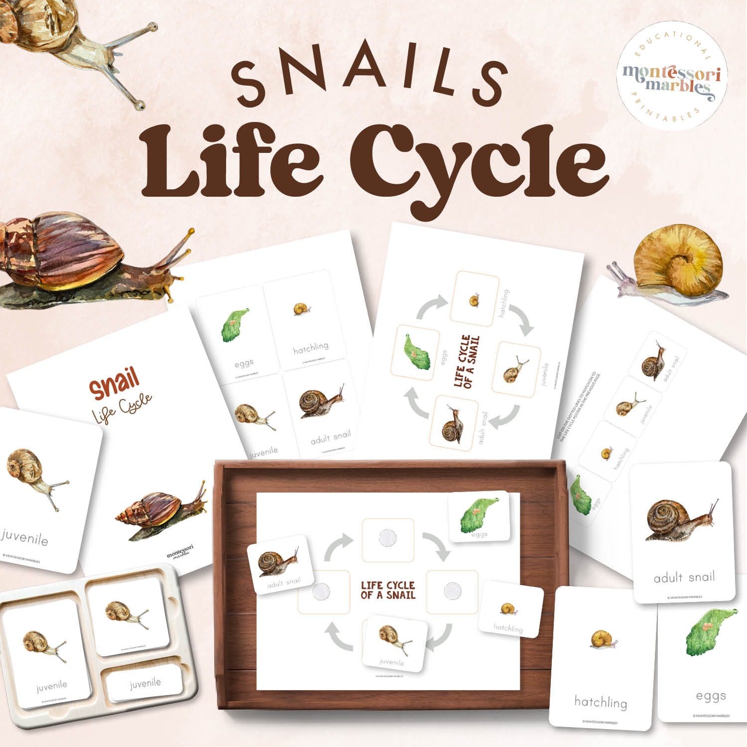 Montessori Snails Life Cycle Nomenclature Cards | Sequencing Activity Ages 3-6 | Nature Study Printables