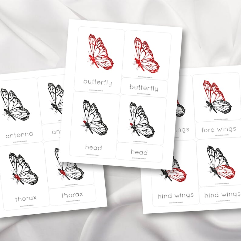 Parts of a Butterfly Montessori Nomenclature Three-part - Etsy