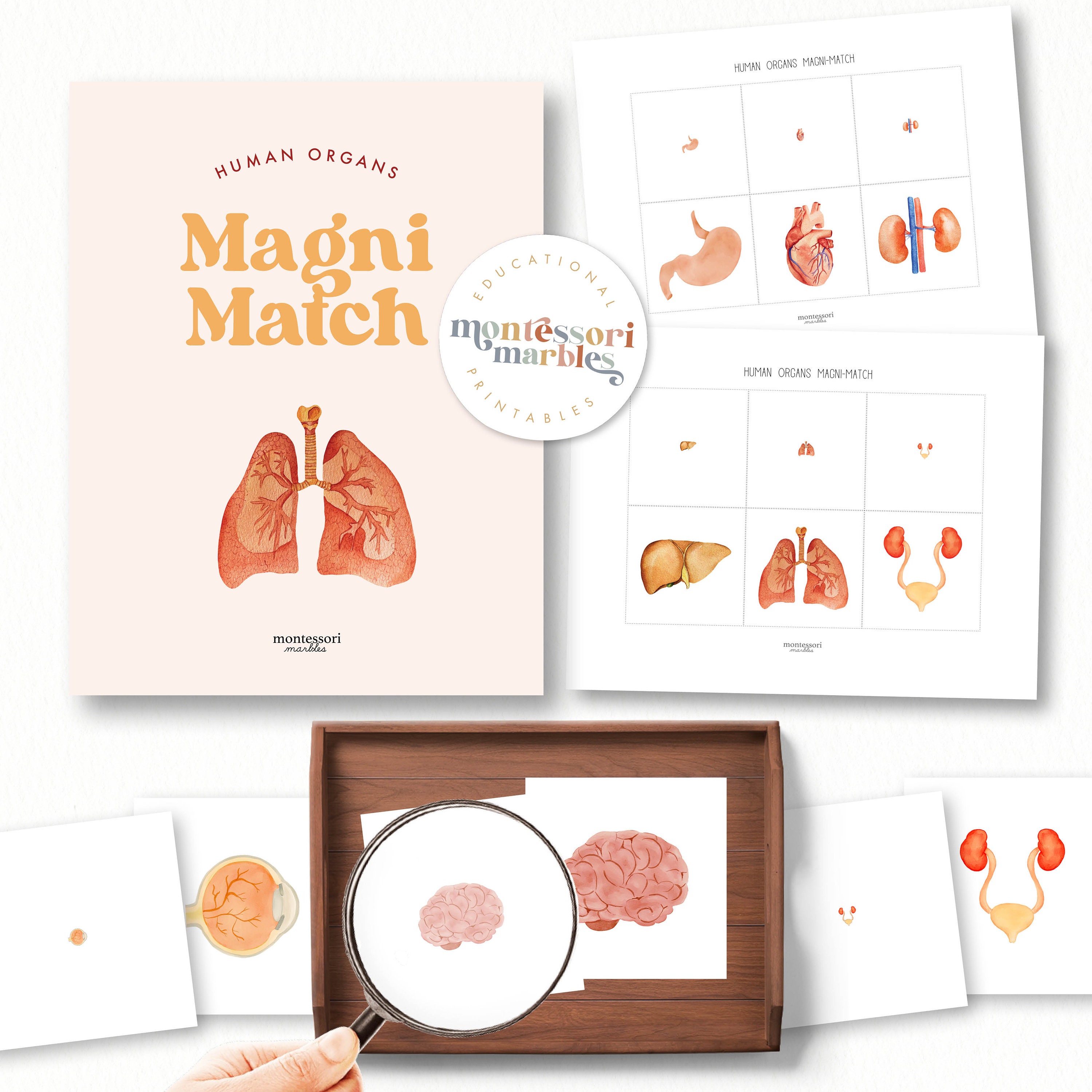 Human Organs Matching Game | Montessori Preschool Anatomy Activity ...