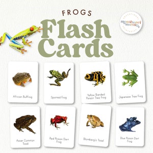 Flashcards sobre sapos | Tipos de sapos | Unidade da primavera | Atividade Montessori inspirada na natureza