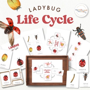Cartes de cycle de vie et de nomenclature des Coccinelles | Ressource naturelle inspirée de Montessori | Meilleur imprimable pour l'école à la maison