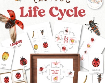 LADYBUG Life Cycle and Nomenclature Cards | Montessori Inspired Nature Resource | Best Homeschool Printable