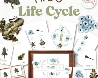 Frog Life Cycle Nomenclature Cards | Montessori Science | Sequencing Nature Study Ages 3-6 | Printable PDF