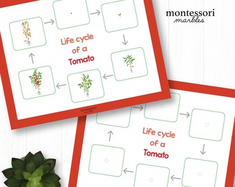 Life Cycle of a Tomato Plant | Montessori Nomenclature Cards and Life Cycle Poster | Printable Gardening Activity Worksheet for Kindergarten
