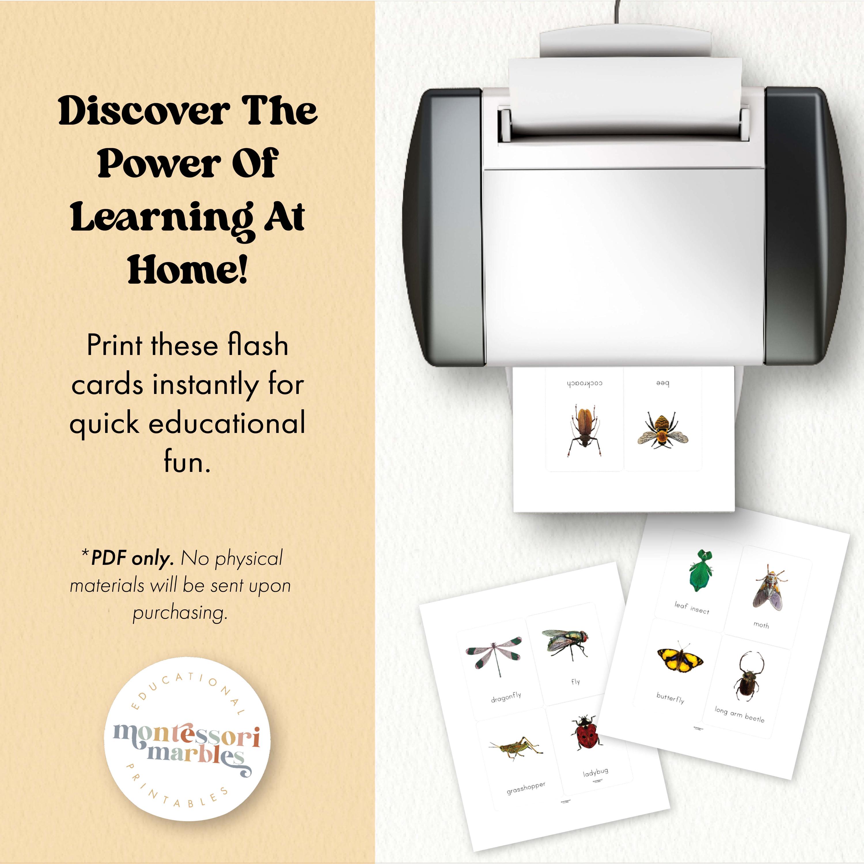 Insects Flash Cards | Montessori Nature Vocabulary Builder | Preschool ...