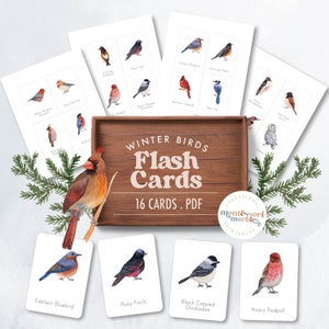 Cartões Flash dos PÁSSAROS DO INVERNO | 16 cartões | Recurso de educação domiciliar para impressão inspirado em Montessori | Construtor de vocabulário baseado na natureza