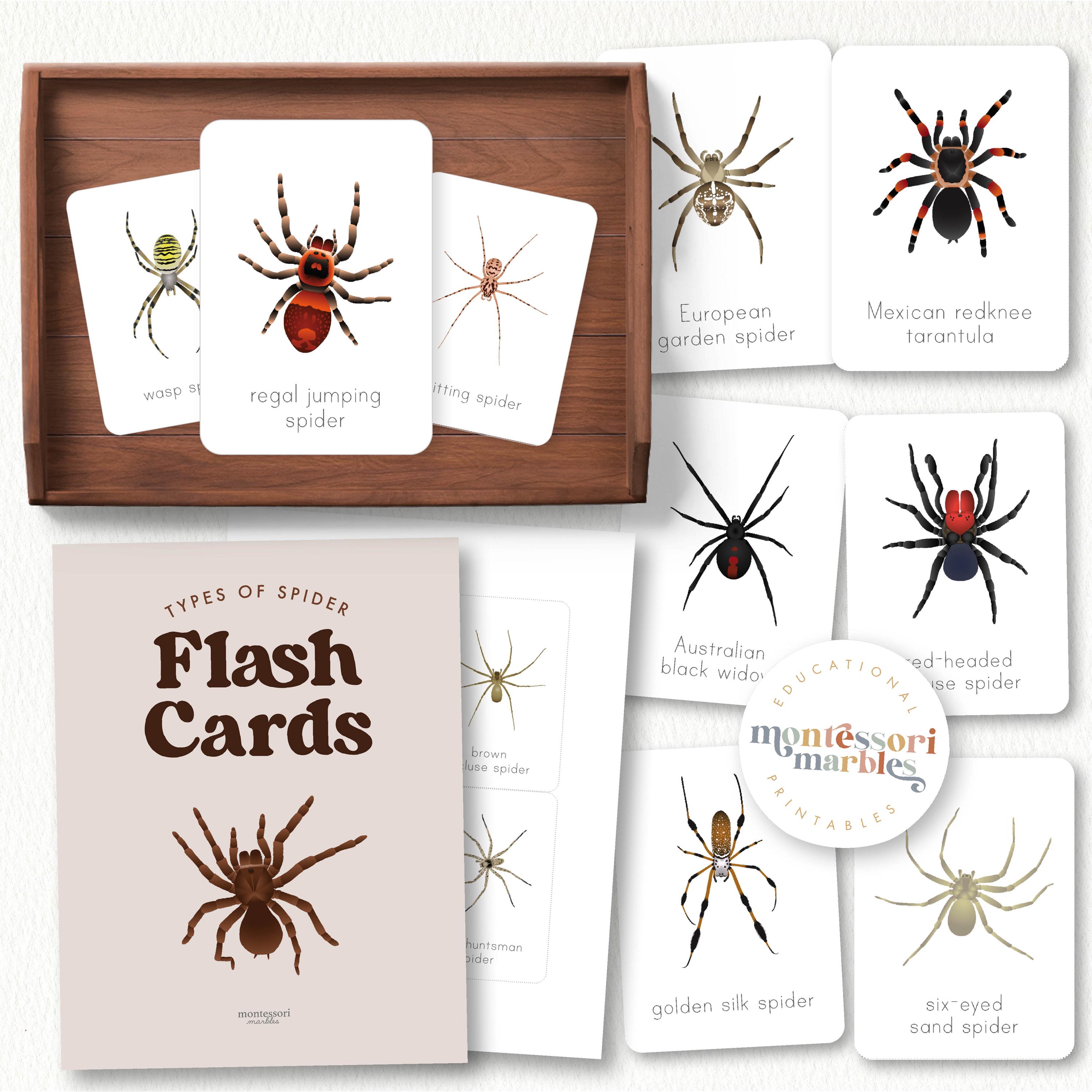 Spider Flash Cards | 14 Arachnid Species Science Learning | Ages 4