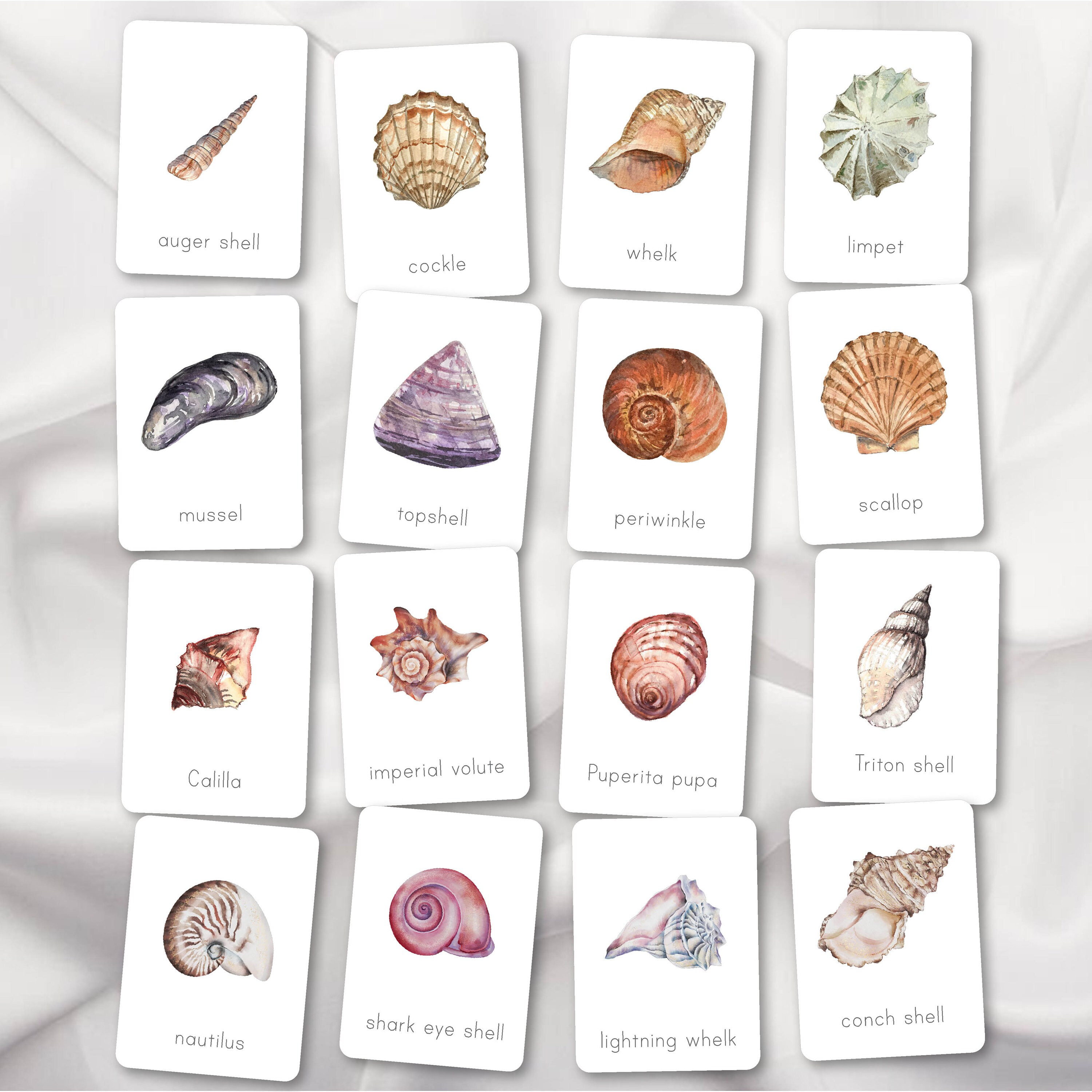 SEASHELLS Flash Cards Montessori Inspired Printable Vocabulary Cards ...
