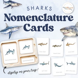 SHARKS Nomenklatur Karten | Arten von Haien | Aquarell Haie Flash Karten | Montessori inspiriert Printable für Kinder | Hai-Woche zum Ausdrucken