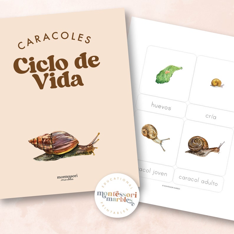 Spanish Snail Life Cycle Cards | Montessori Science | Bilingual Nature ...