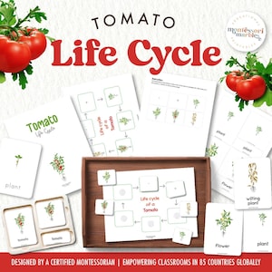 Life Cycle of a Tomato Plant | Montessori Nomenclature Cards and Life Cycle Poster | Printable Gardening Activity Worksheet for Kindergarten