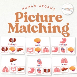 May include: Educational picture matching cards showing human organs. The cards display illustrations of the kidneys, brain, stomach, liver, heart, and lungs. Each card has the organ's name in an orange font. The background is a light beige.