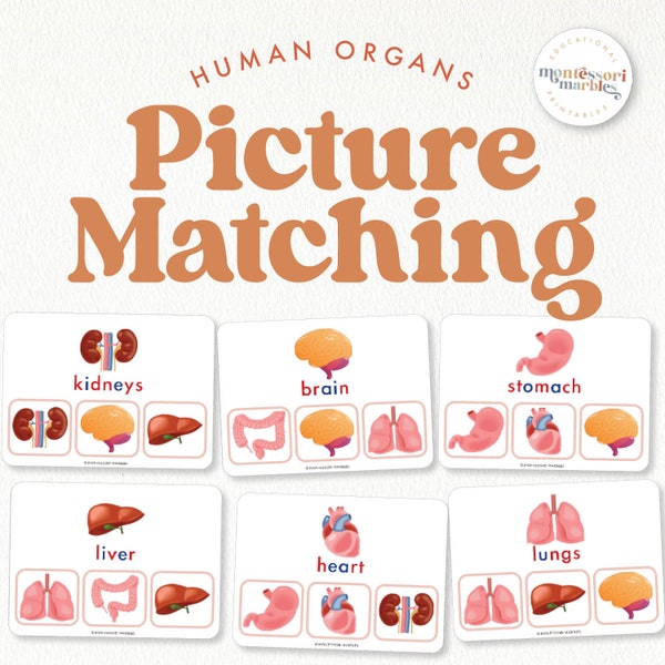 Human Body Organs, Picture Matching, Body Parts, Homeschool, Flash Cards, Montessori at Home, Learn about our body, Preschool Activity