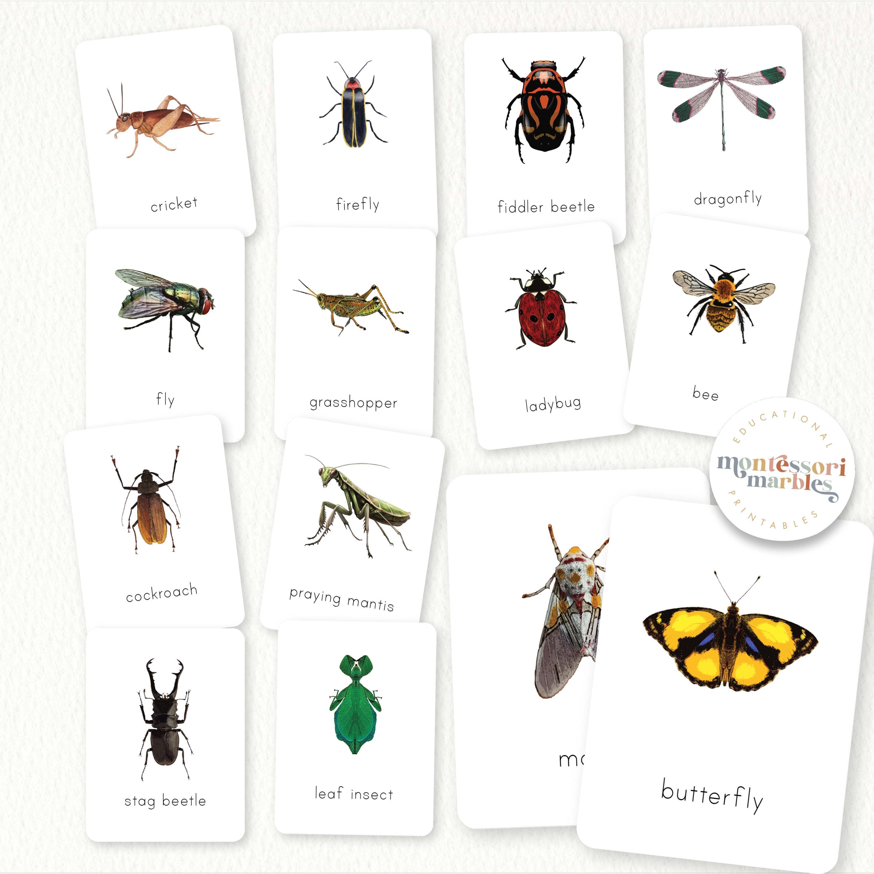 Insects Flash Cards | Montessori Nature Vocabulary Builder | Preschool ...