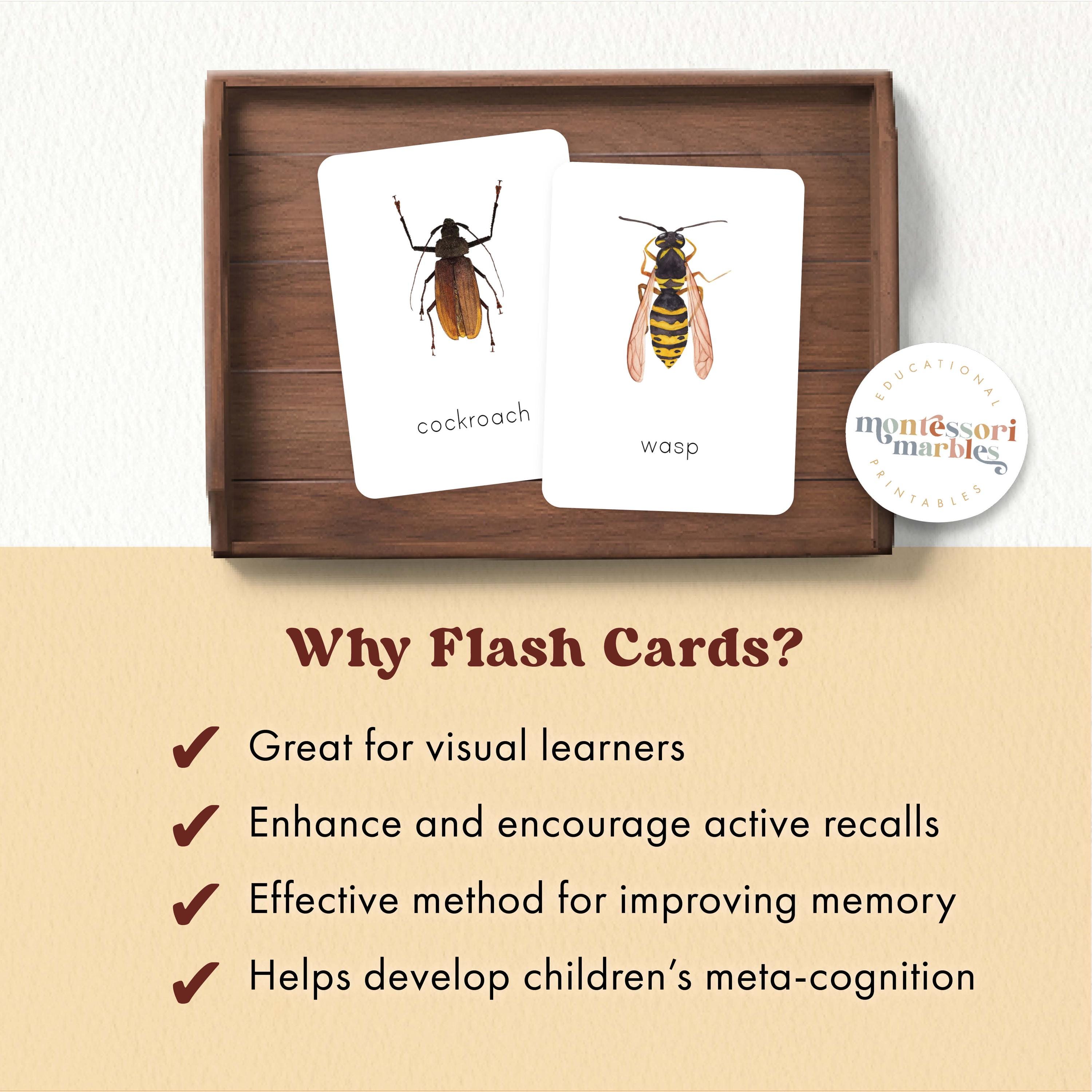 Insects Flash Cards | Montessori Nature Vocabulary Builder | Preschool ...