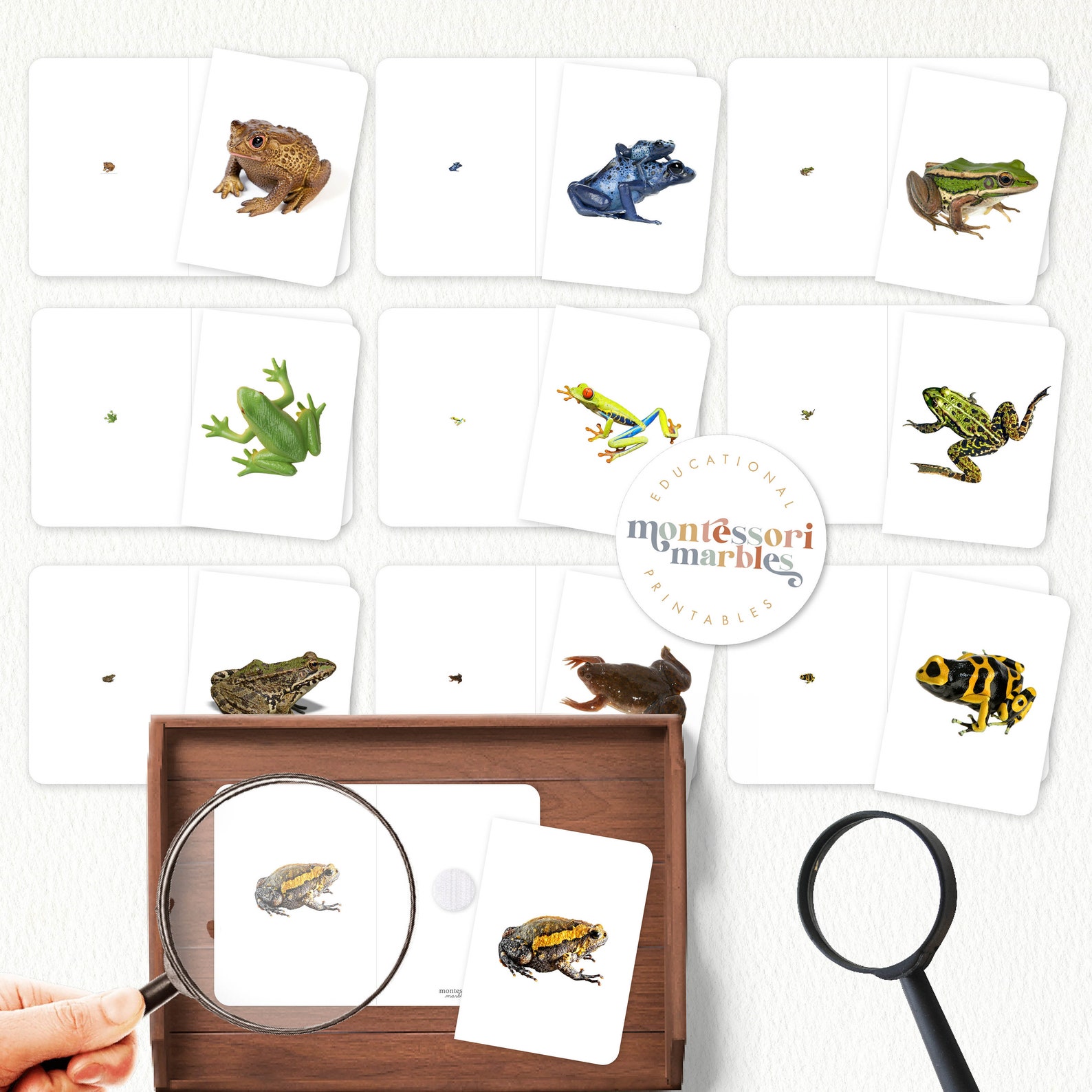 FROGS Magni-match | Montessori Inspired Printable | Using Magnifying ...